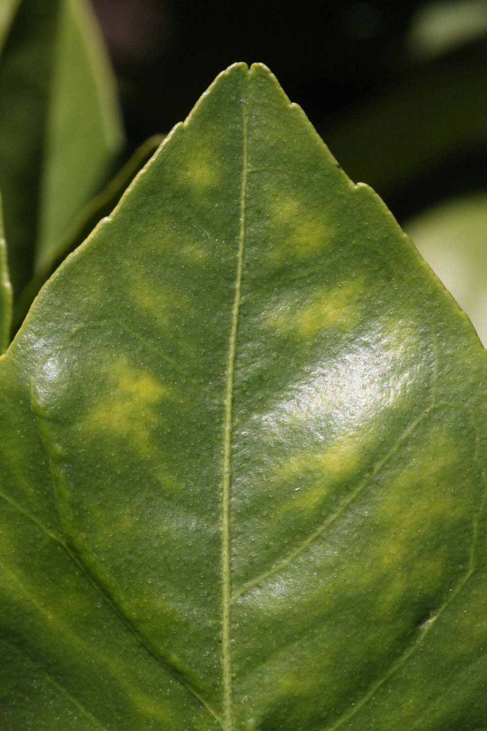              Margin (Sanguina Doblefina, Riverside, CA)       